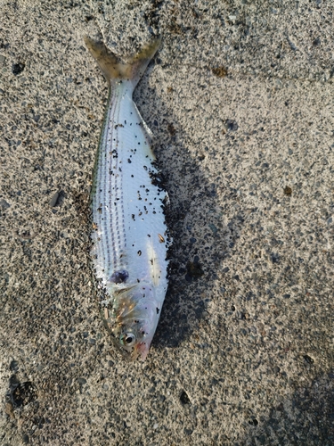 コノシロの釣果