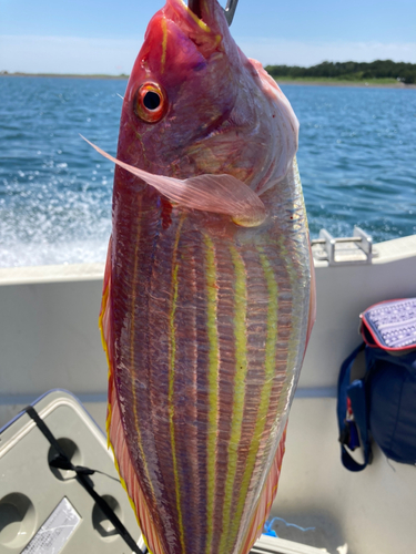 イトヨリダイの釣果