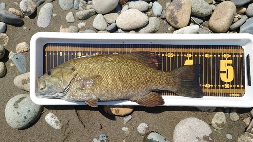 スモールマウスバスの釣果