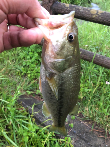 ラージマウスバスの釣果