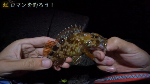 カサゴの釣果