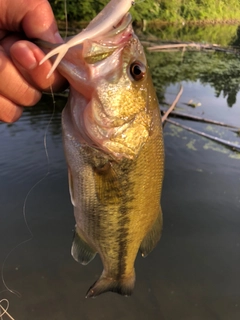 ラージマウスバスの釣果