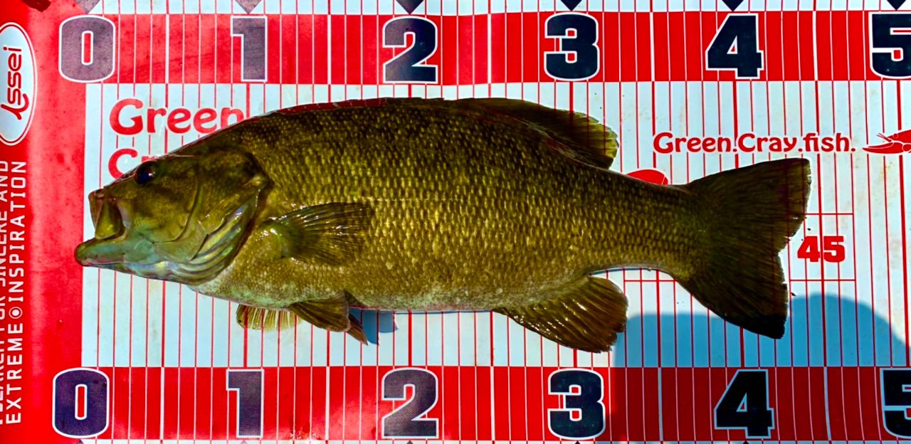 スモールマウスバス