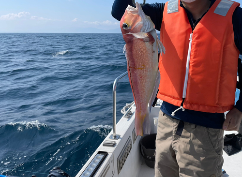 アマダイの釣果