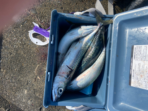 サバの釣果