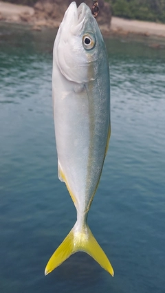 ブリの釣果