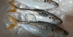 コノシロの釣果