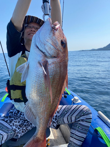 マダイの釣果