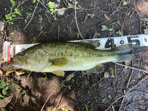 ブラックバスの釣果