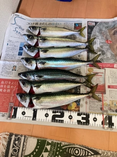 サバの釣果