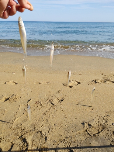 キスの釣果