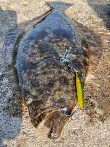 ヒラメの釣果