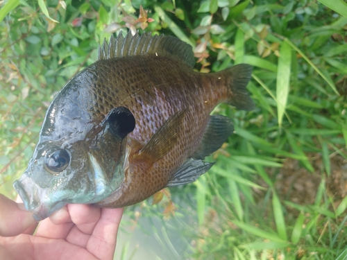 ブルーギルの釣果