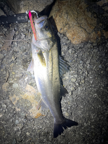 シーバスの釣果