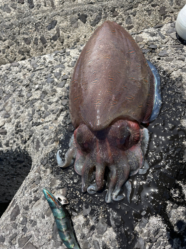 コウイカの釣果