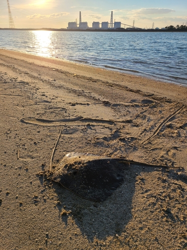 アカエイの釣果