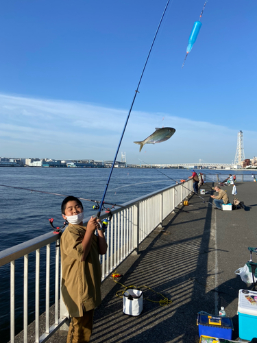 コノシロの釣果