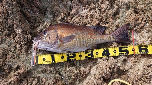 コロダイの釣果