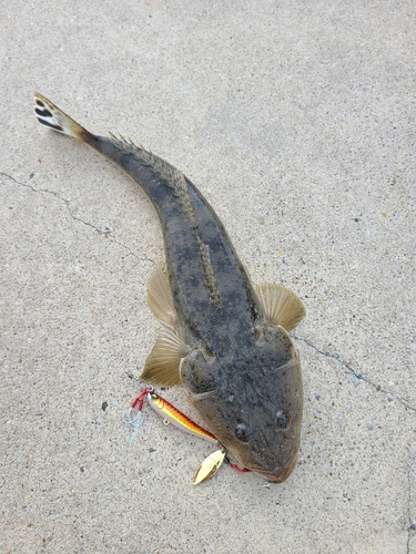 マゴチの釣果