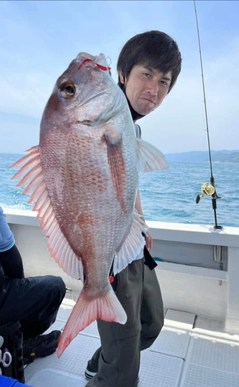 マダイの釣果