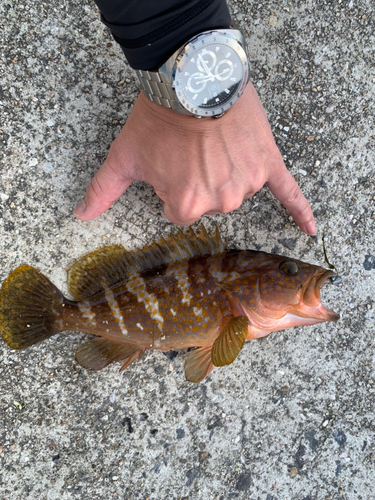 アコウの釣果