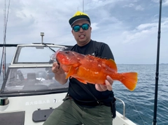 アカハタの釣果