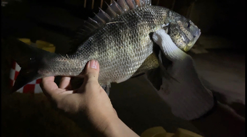 クロダイの釣果