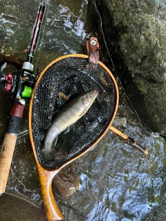 イワナの釣果