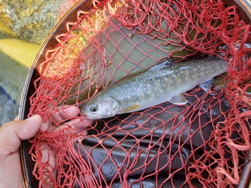 イワナの釣果