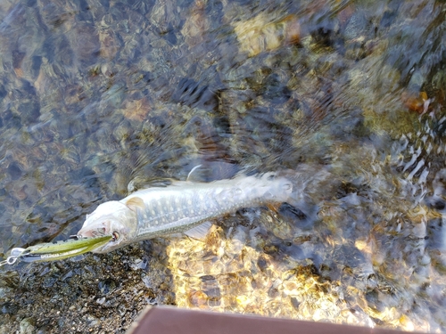 イワナの釣果