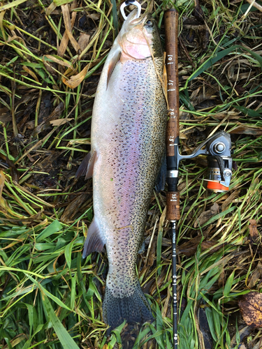 ニジマスの釣果