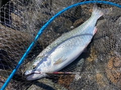 サクラマスの釣果