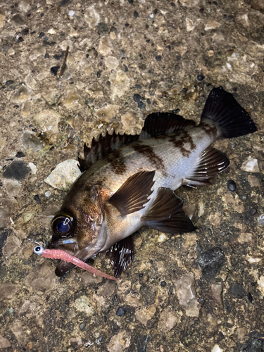 メバルの釣果