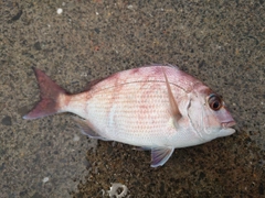 マダイの釣果