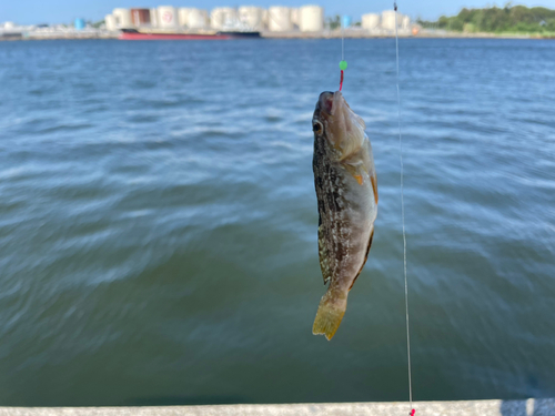 アイナメの釣果