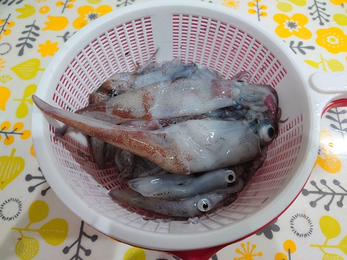 ヒイカの釣果