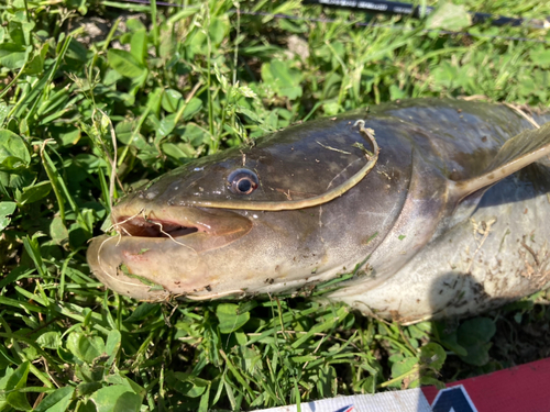 ナマズの釣果