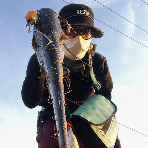 ナマズの釣果