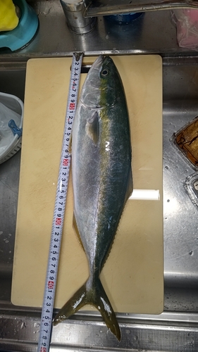 ツバスの釣果