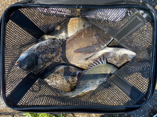 チヌの釣果