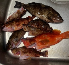 オオモンハタの釣果