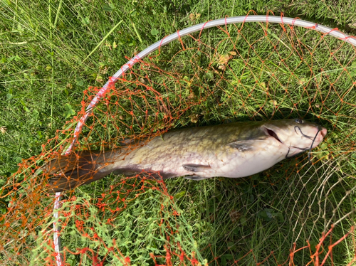 アメリカナマズの釣果