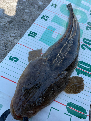 マゴチの釣果