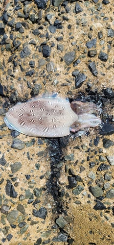 モンゴウイカの釣果