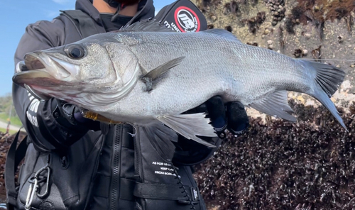 ヒラスズキの釣果