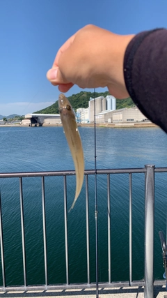 キスの釣果