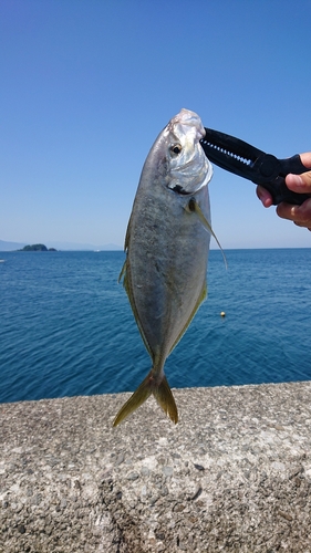 シマアジの釣果