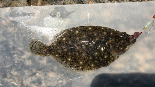 カレイの釣果