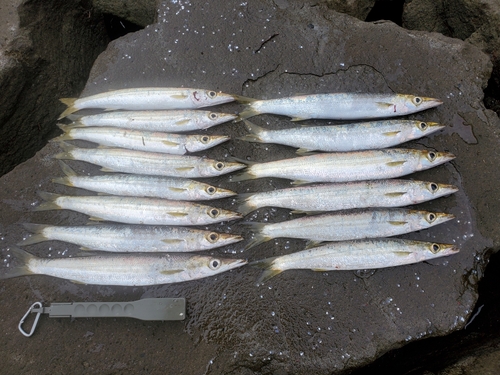 カマスの釣果