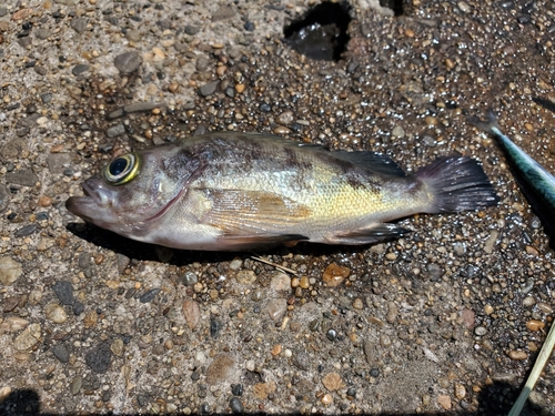 メバルの釣果